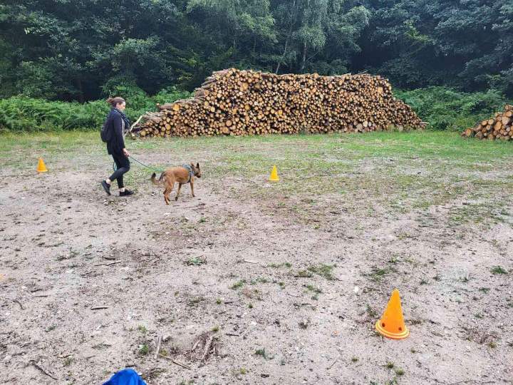 Socialisation canine Elbeuf