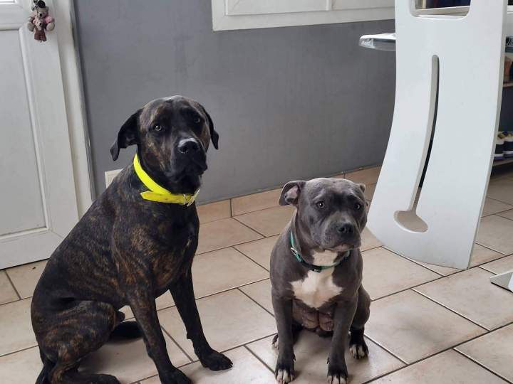 Cours collectifs pour chien Elbeuf