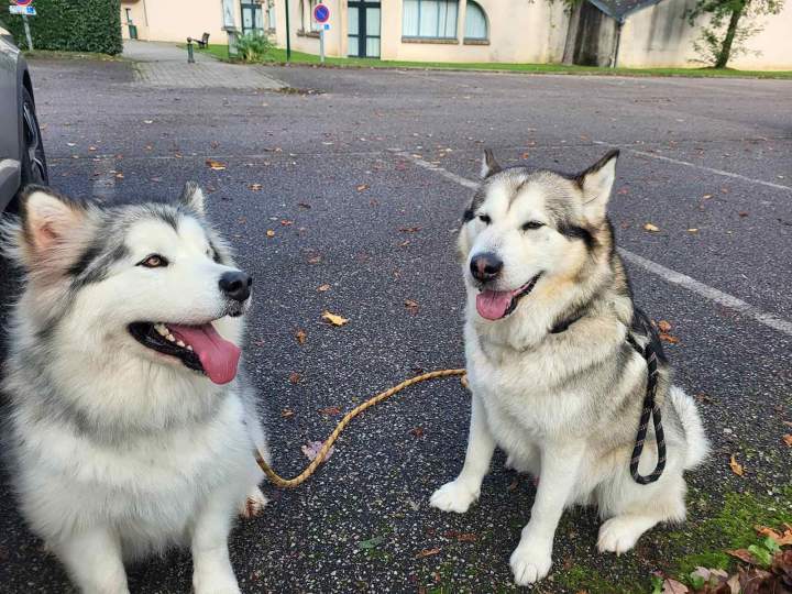 Formation mantrailing Elbeuf