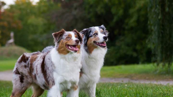 Cours collectifs de comportement canin Elbeuf